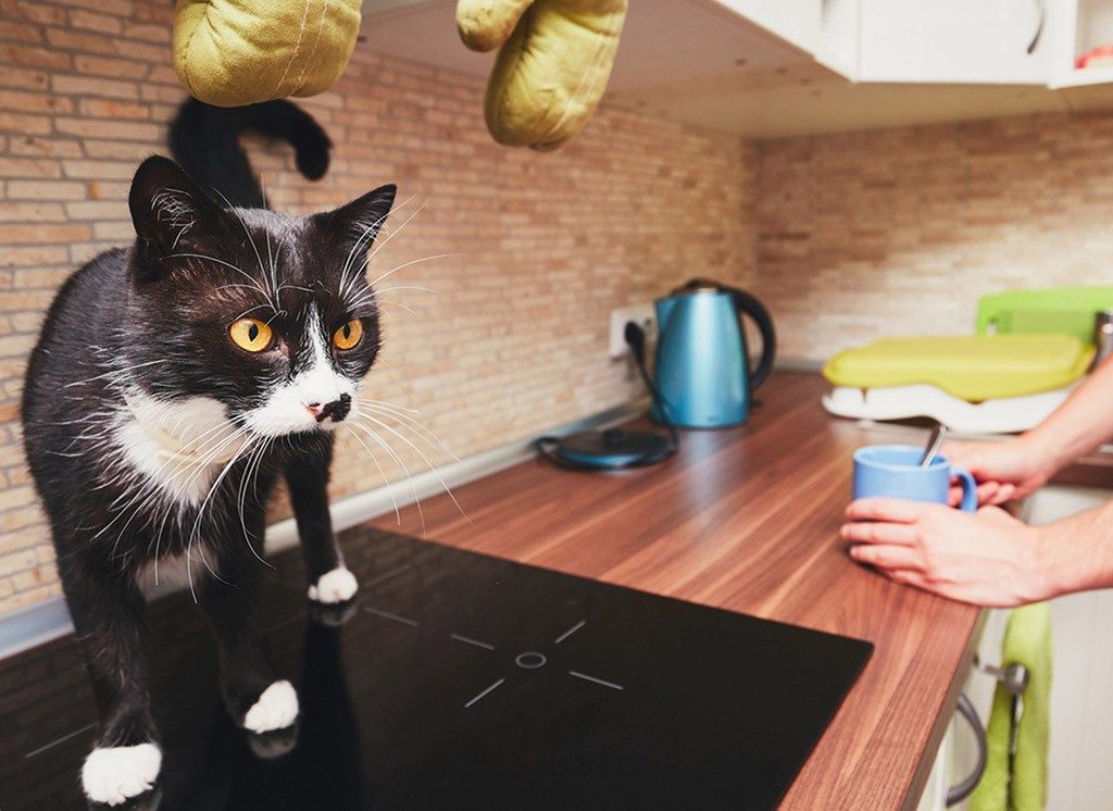 Healthy Pet Behaviour Vet Help! My Cat Keeps Jumping On The Kitchen