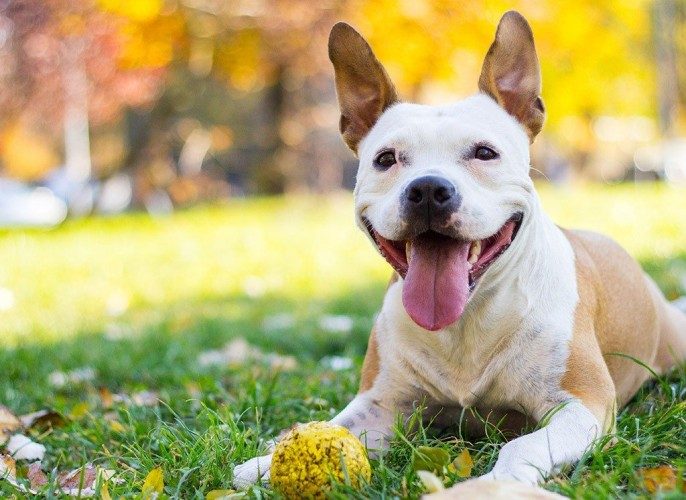 Raising a Happy Puppy