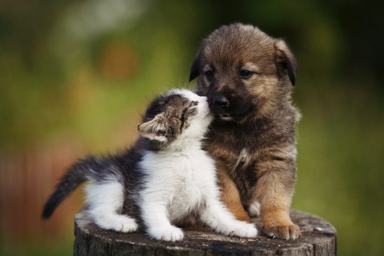 Toilet training your puppy